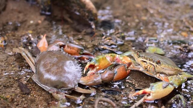 Crabs in the mangrove forest.Thailand,mangrove black crab in the mud, highlighting the role of these creatures in mangrove ecosystem dynamics, black crab,Black crab in mangrove forest waterway