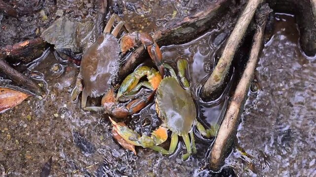 Crabs in the mangrove forest.Thailand,mangrove black crab in the mud, highlighting the role of these creatures in mangrove ecosystem dynamics, black crab,Black crab in mangrove forest waterway