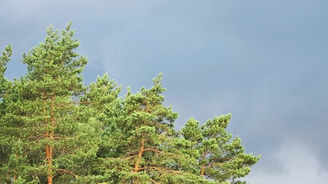 Pine trees with green needles and brown trunks reaching towards a dramatic cloudy sky, view of nature and forest canopy against overcast weather background, copy space