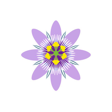 A beautiful purple passion flower icon with yellow and green center details for nature design projects isolated on transparent background, Vector