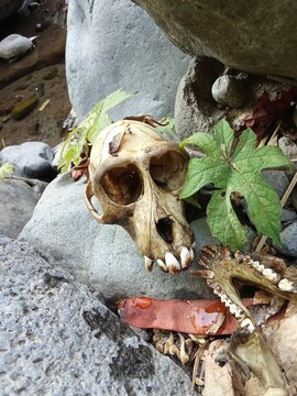 skull of the monkey 