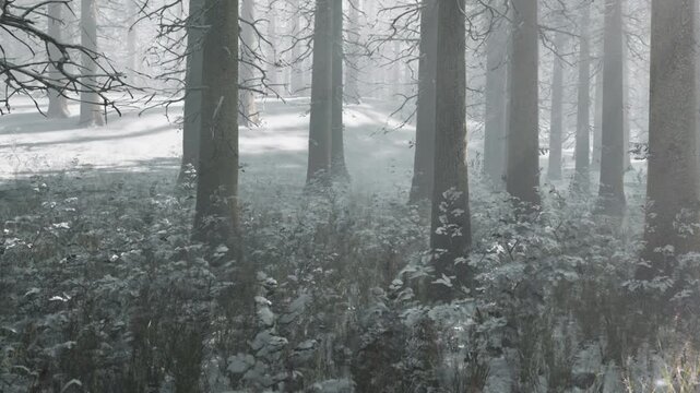 A snowy forest with tall trees stands in fog during winter. The ground is covered in snow and small plants are scattered. Light filters through the trees, creating a quiet atmosphere.