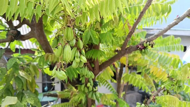 Averrhoa Bilimbi Fruits Growing on Tree