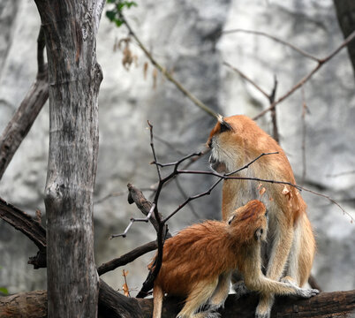 A tender scene in a zoo enclosure where an infant patas monkey clings to its mother, nursing while perched among tree branches against a rocky backdrop