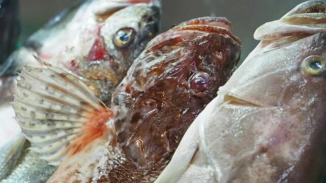 Fish displayed at a local market