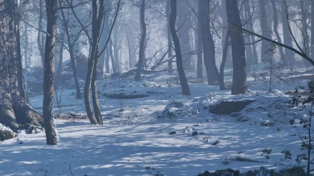 Snow covers the ground in a forest filled with tall trees. The scene shows a quiet and cool mid winter day with shadows cast on the snow. Rocks are visible among the trees.