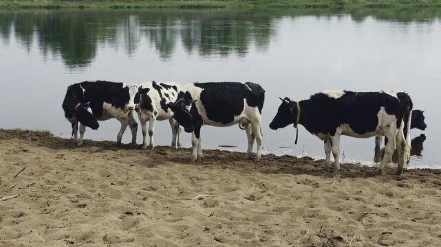 Group of black and white dairy cattle standing on sandy riverbank, some wading in calm water, drinking and cooling themselves on warm day, reflection of green trees visible on water surface