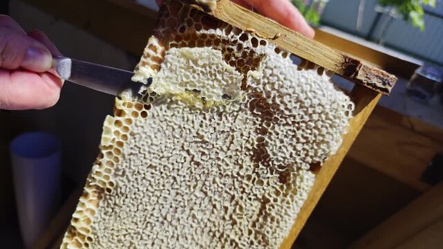 Beekeepers hand using specialized uncapping tool to carefully remove protective wax layer from fully capped honeycomb cells, revealing sweet golden liquid honey in wooden frame for harvest