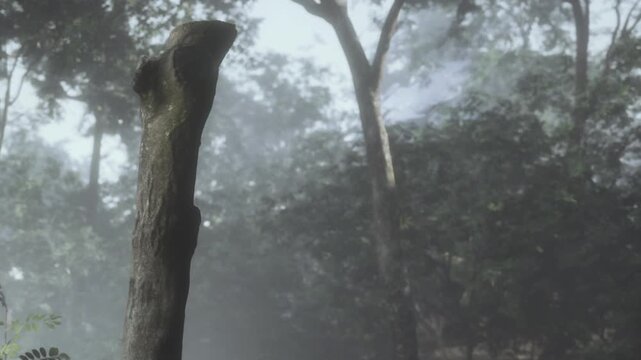A tree trunk stands in a forest filled with fog. Green leaves and plants surround the area. Morning light filters through the mist, creating a unique atmosphere.