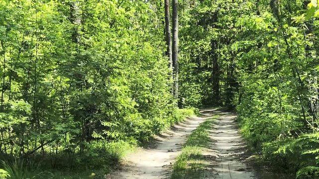Dirt road winding through dense green forest with tall trees and lush foliage under bright sun, creating dappled light on path, natural outdoor scene
