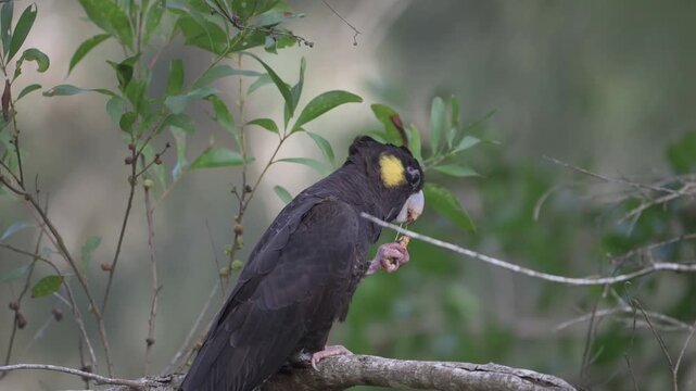 Yellow-tailed Black Cockatoo perches on tree branch. Yellow patch marks its head. It grips a bug with strong claws while eating it. Natural forest backdrop visible. Wildlife footage captures bird in h