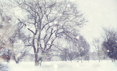 Naklejka premium Winter forest landscape. Tall trees under snow cover. January frosty day in the park.