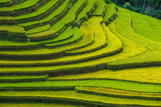 A scene of golden, ripening rice on the terraced fields of Mu Cang Chai, Yen Bai Province, Vietnam.
