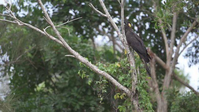 Yellow Tailed Cockatoo perches high in tree limbs. Yellow-tipped tail contrasts with deep plumage. Bird stands alert, scanning surroundings above. Prepares to launch into next branch with purpose