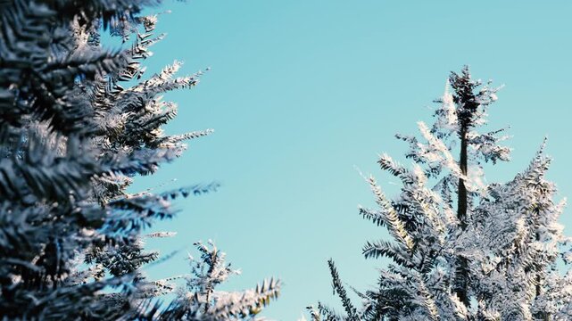 Frost covers the branches of pine trees in a winter landscape. The scene is set against a blue sky. The sunlight creates a bright and fresh atmosphere.