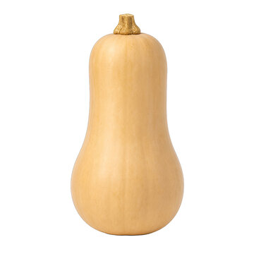 Whole butternut squash vegetable with smooth beige skin and brown stem isolated on transparent background suitable for autumn seasonal cooking and farm produce.