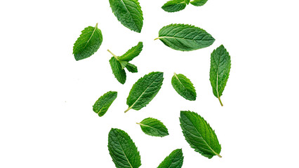 Scattered fresh green mint leaves herbal plant isolated on transparent background for summer beverage cooling recipes. © Ward