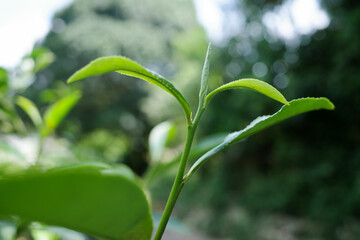 Close-up view of fresh young green tea leaves and a new shoot growing on a tea plant on summer © mootun