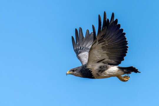 Black-chested Buzzard-Eagle (Geranoaetus melanoleucus) in flight. Patagonia , Chili.      