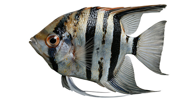 Angelfish with black stripes and orange eye isolated on transparent background