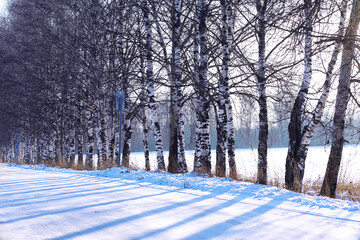 Naklejka premium The forest is covered with snow. Frost and snowfall in the park. Winter snowy frosty landscape.