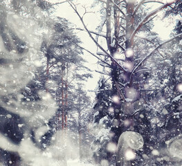 Naklejka premium Winter forest landscape. Tall trees under snow cover. January frosty day in the park.