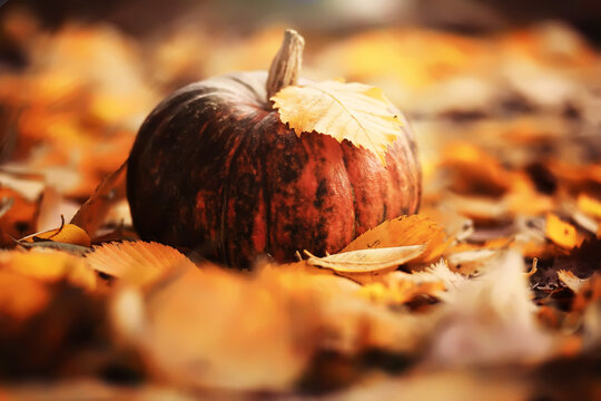 A rustic autumn still life with pumpkins and golden leaves on a wooden surface. Bright sunlight coming in from behind.
