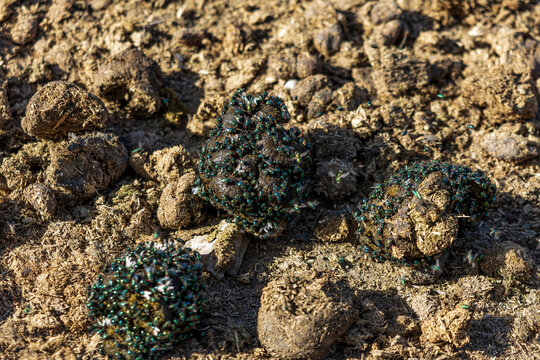 Clustered green moss grows on dry, uneven soil