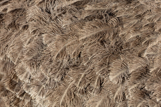 Soft, fluffy texture of brown feathered material
