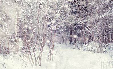 Naklejka premium Winter forest landscape. Tall trees under snow cover. January frosty day in the park.