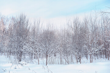 Naklejka premium Winter forest landscape. Tall trees under snow cover. January frosty day in the park.