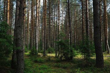 Obraz premium Fir branches with cones. Pinery. Trees in the forest. Glare of the sun.