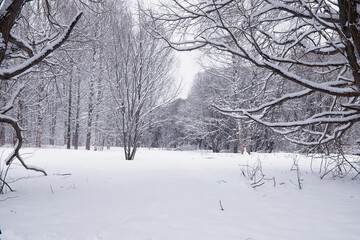 Fototapeta premium Winter forest. Landscape of the park in winter. Snow-covered trees at the edge.
