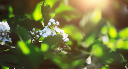 Naklejka premium The first flowers against the background of green spring. Spring bloom.
