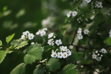 Obraz premium Spring bloom. The first flowers against the background of green spring.