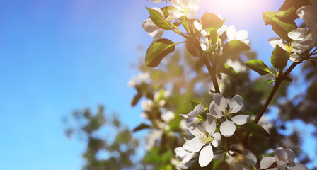Naklejka premium The first flowers against the background of green spring. Spring bloom.