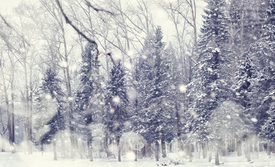 Naklejka premium Winter forest landscape. Tall trees under snow cover. January frosty day in the park.