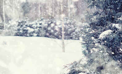 Naklejka premium Winter forest landscape. Tall trees under snow cover. January frosty day in the park.