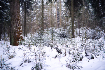 Naklejka premium The forest is covered with snow. Frost and snowfall in the park. Winter snowy frosty landscape.