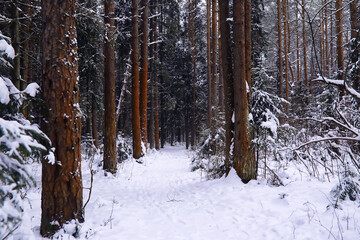 Naklejka premium The forest is covered with snow. Frost and snowfall in the park. Winter snowy frosty landscape.