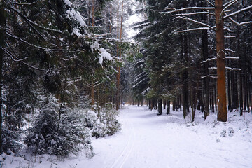 Naklejka premium The forest is covered with snow. Frost and snowfall in the park. Winter snowy frosty landscape.