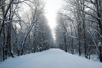 Naklejka premium Winter snowy frosty landscape. The forest is covered with snow. Frost and fog in the park.
