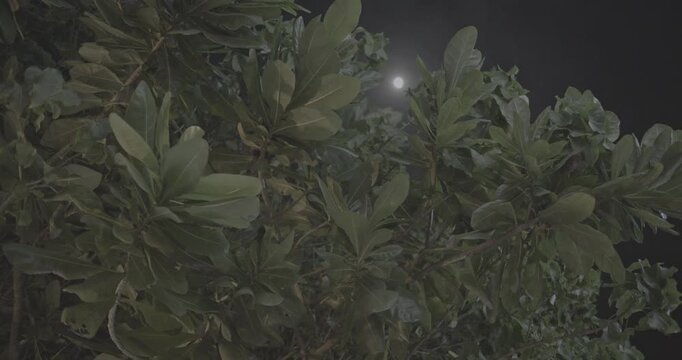 Moonlit Foliage Close-up at Unawatuna Beach Resort, Sri Lanka