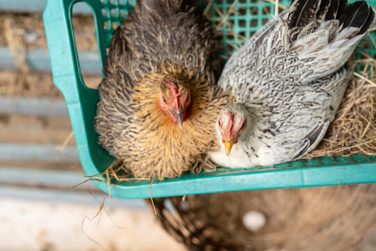 Poultry farming and organic livestock concept with two hens nesting in green basket with dry straw hay for free range egg production, sustainable agriculture and animal welfare care.
