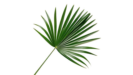 Green branch of tropical fan palm leaves isolated on transparent background for summer vacation beach resort graphics. © Raya Richards