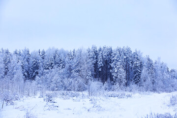 Naklejka premium The forest is covered with snow. Frost and snowfall in the park. Winter snowy frosty landscape.
