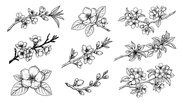 Vintage botanical spring blossom branch sketches of quince almond and apple trees