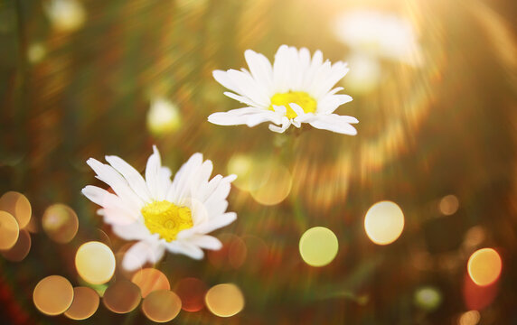  field in sunlight with flowers and plants summer