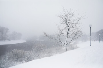 Naklejka premium Serene Winter Landscape: Snow-Covered Park with Bare Trees and Lampposts along a Misty Riverbank
