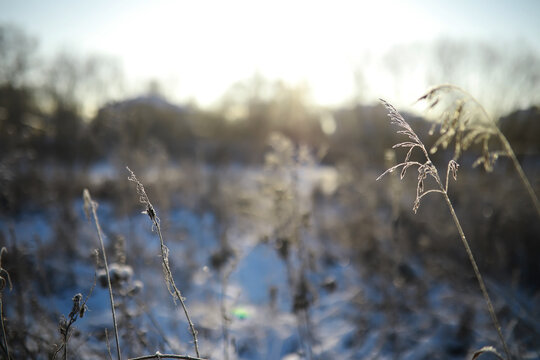 White snow on a bare tree branches on a frosty winter day, close up. Natural background. Selective botanical background.